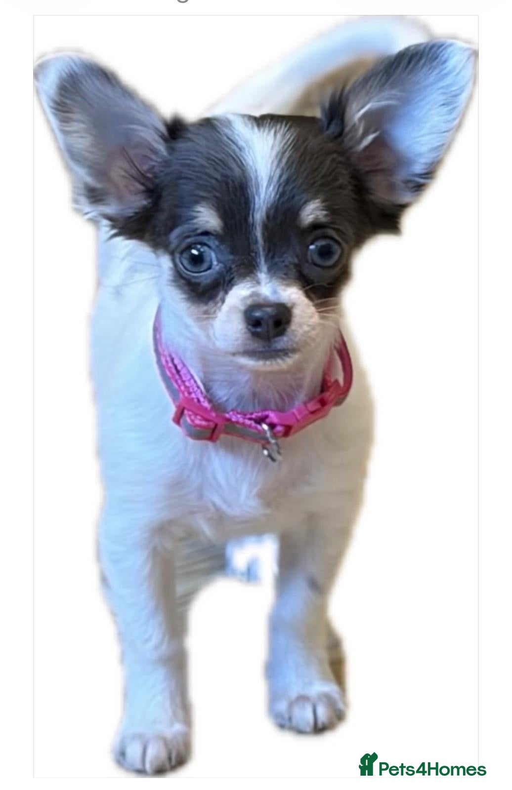 Chihuahua dogs KC Regd Chihuahua Pups parents fully health tested - Advert 2