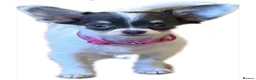 Chihuahua dogs for sale: KC Regd Chihuahua Pups parents fully health tested - Advert 2