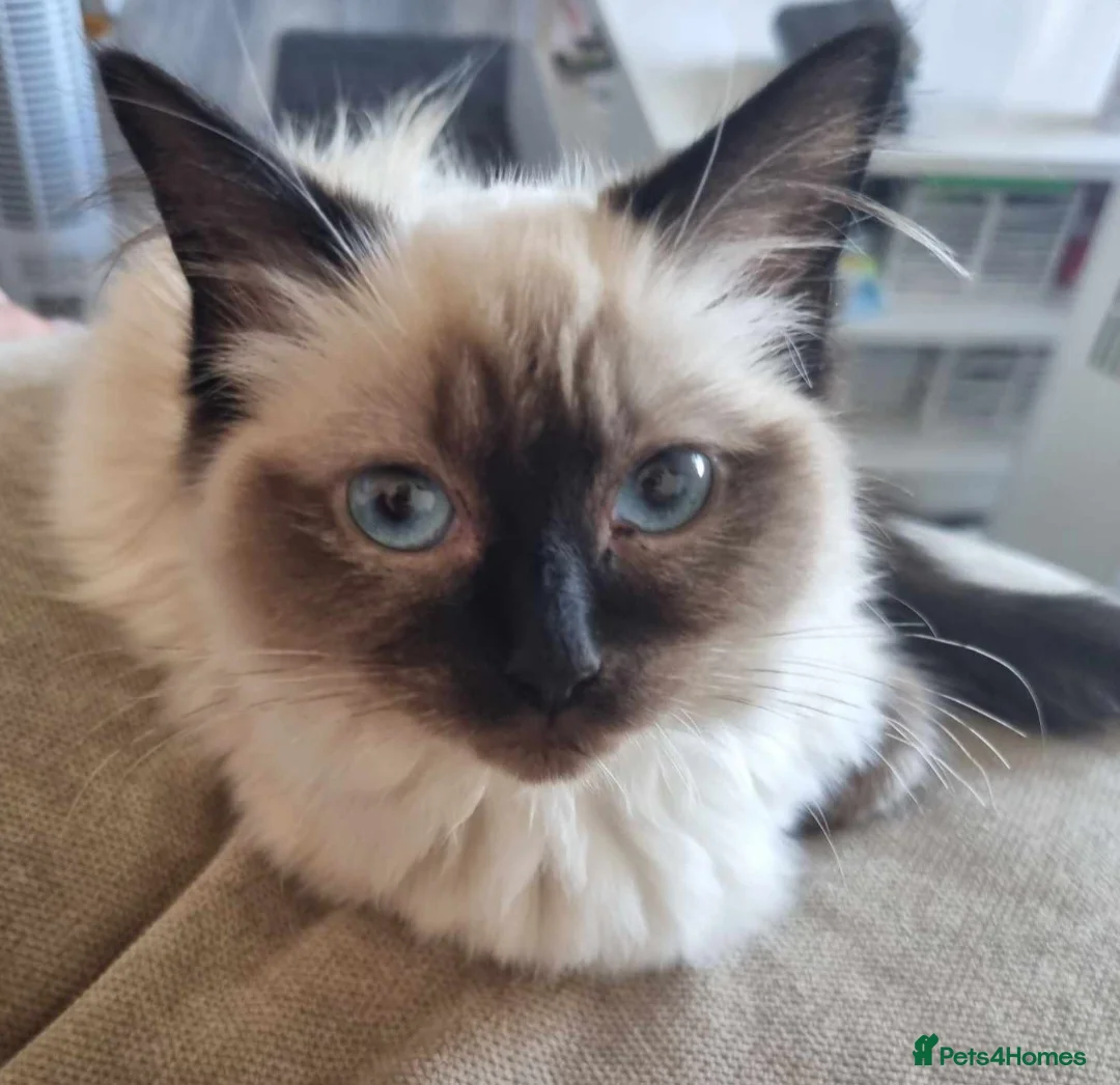 Ragdoll cats for sale: Casper, Beautiful male Ragdoll  - Advert 2