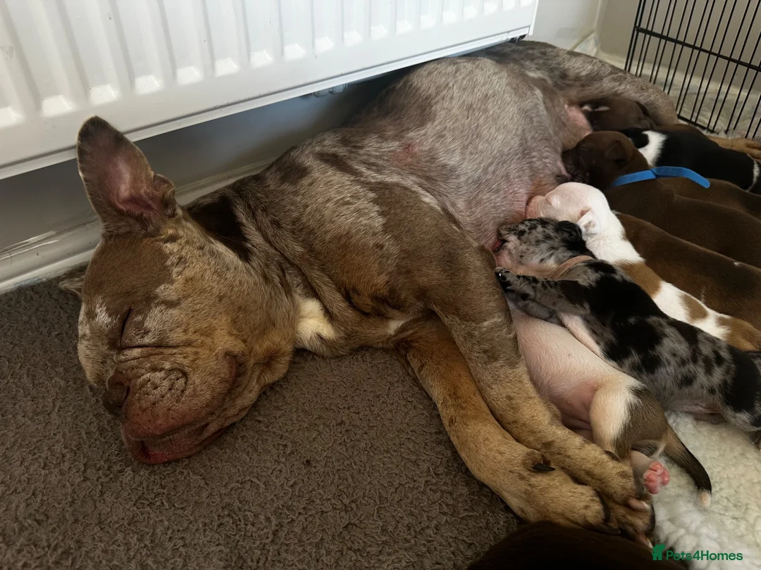 Mixed Breed dogs for sale: A* bulldog puppies 🐶 - Advert 2