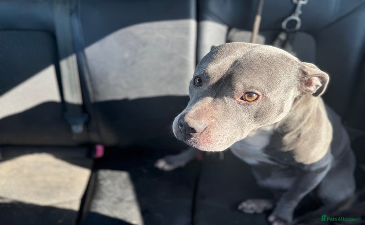 Staffordshire Bull Terrier dogs for sale - Advert 3