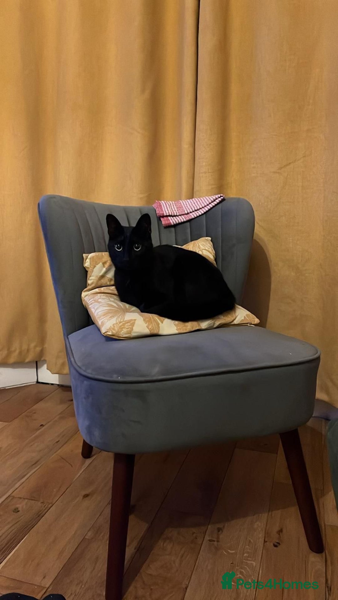 Mixed Breed cats for sale: Skitty - Advert 1