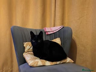 Mixed Breed cats Skitty - Advert 1