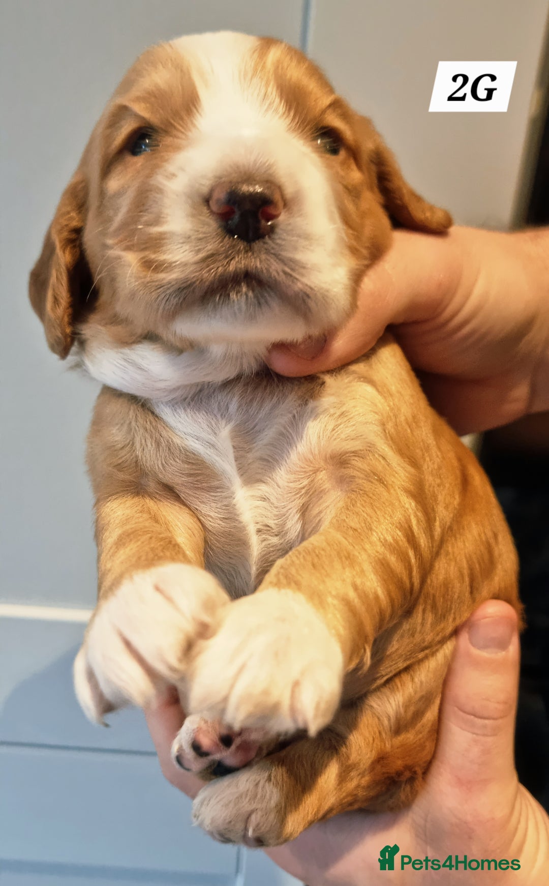 Cocker Spaniel dogs for sale: Working Cocker Spaniels (F1B) health checked. - Advert 6