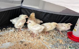 Chickens poultry for sale: 2-3 week chicks  - Image 3
