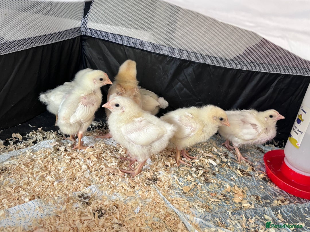 Chickens poultry for sale: 2-3 week chicks  - Image 3