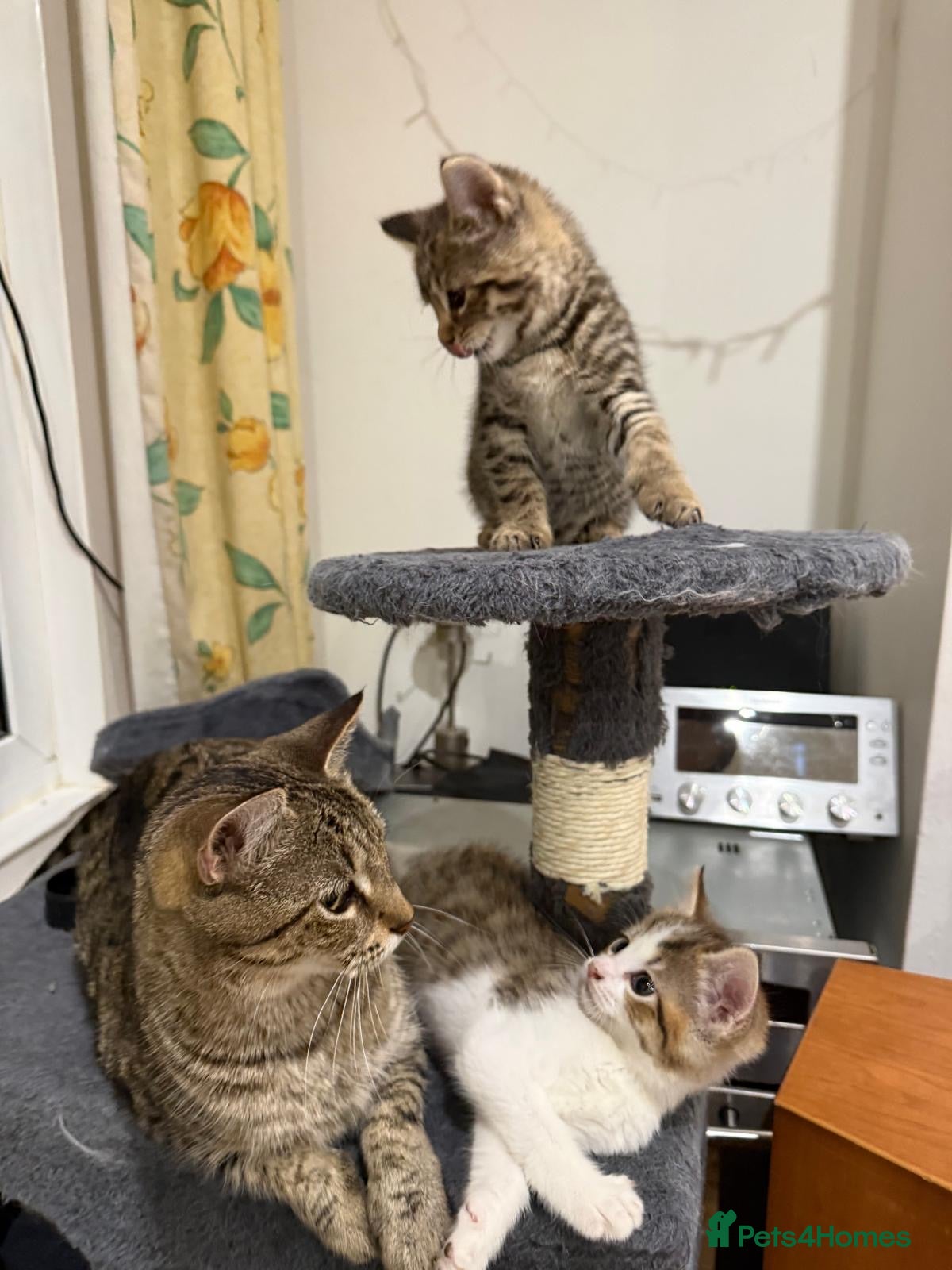 Mixed Breed cats 2 Cute Tabby Kittens Looking for a Loving Home  - Advert 3