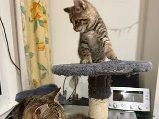 Mixed Breed cats 2 Cute Tabby Kittens Looking for a Loving Home - Advert 1