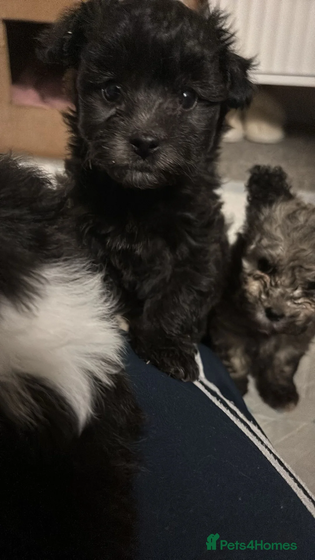 Pomapoo dogs for sale: Beautiful pomapoos puppies - Advert 1