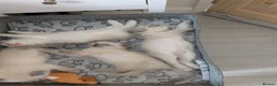 Ragdoll cats for sale: 🐾Ragdoll kittens for sale🐾 - Advert 7