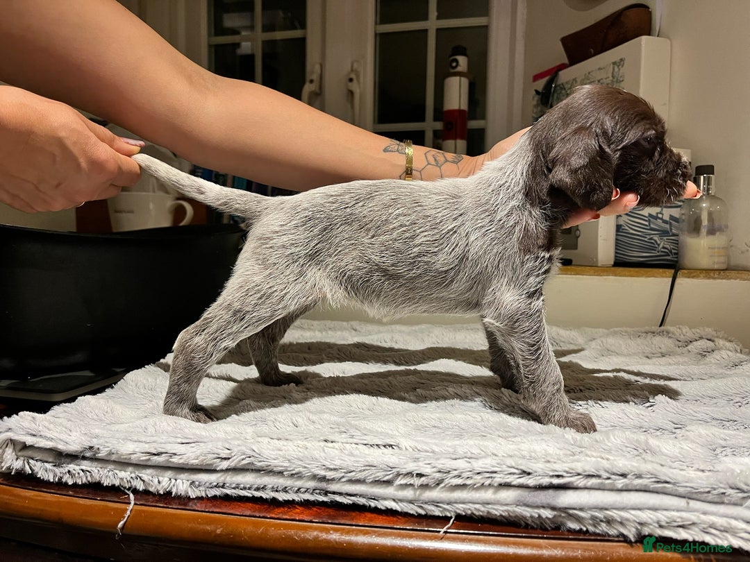 German Wirehaired Pointer dogs for sale: German Wirehaired Pointer pups - ready soon! - Advert 23