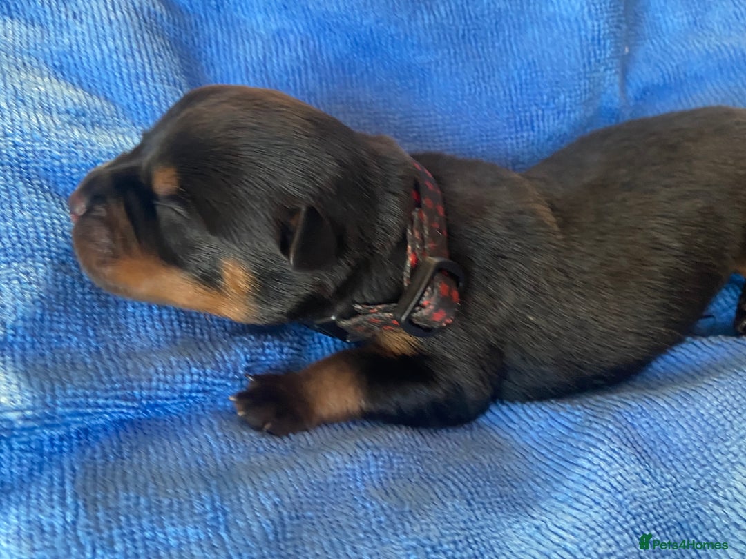 Rottweiler dogs for sale: Hulk and Ruby Rottweiler puppies  - Image 12