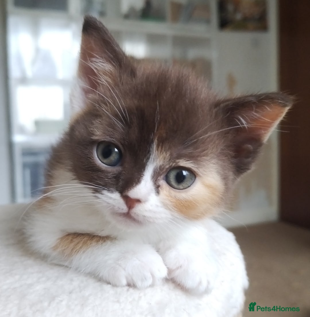 Devon Rex cats for sale: Just 1 girl left - GCCF Devon Rex Variant kittens  in Wolverhampton - Image 15