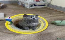 British Shorthair cats for sale: British shorthair kittens  - Image 7