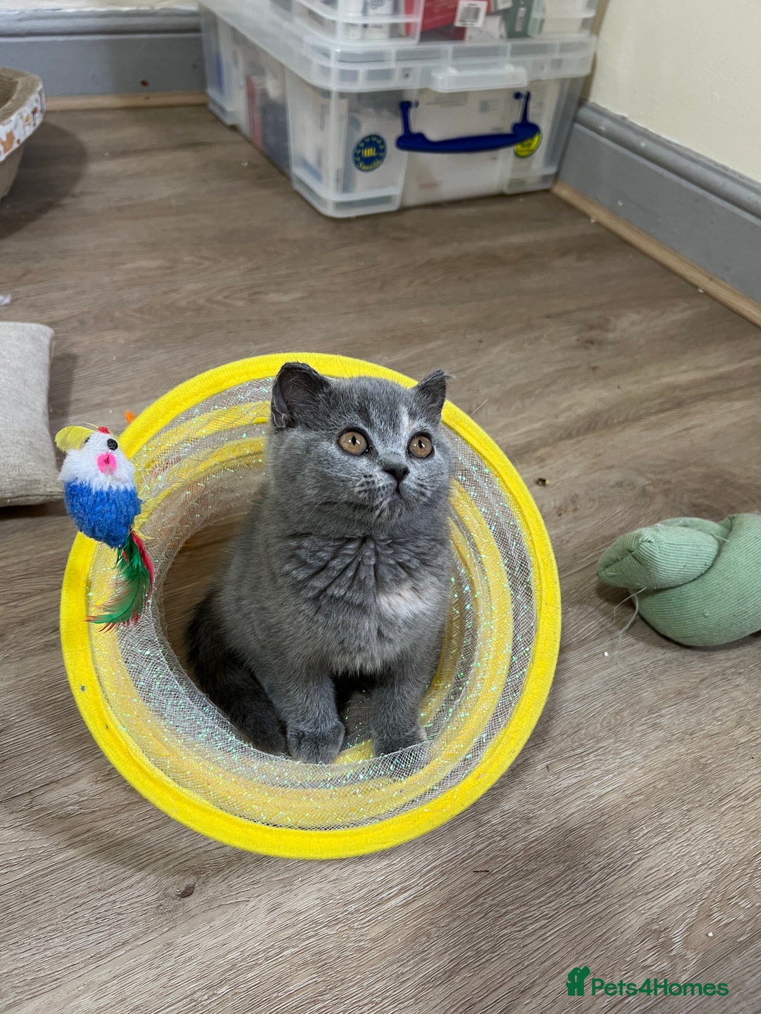 British Shorthair cats for sale: British shorthair kittens  - Image 7