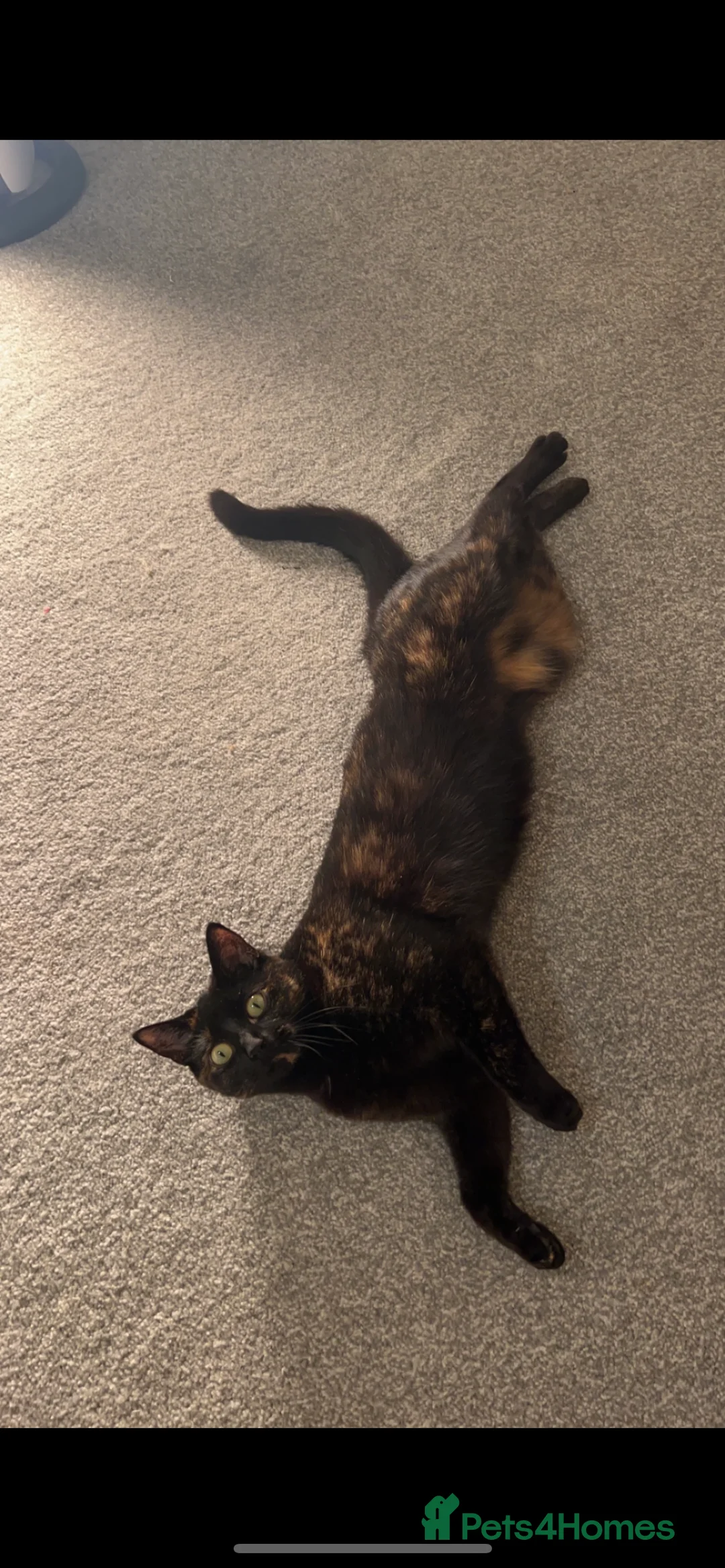 Mixed Breed cats for sale: Female cat (piper) free to a new LOVING home❤️ - Advert 2