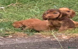 Cocker Spaniel dogs for sale: QUALITY KC SHOW COCKER SPANIEL PUPPIES - Image 4