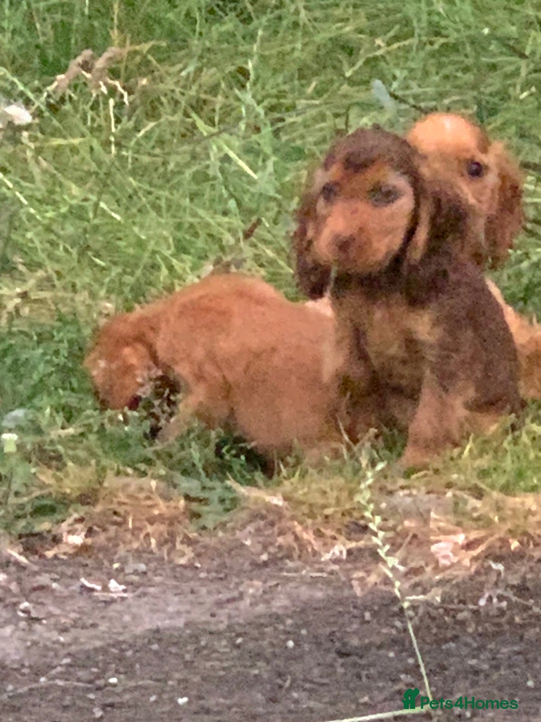 Cocker Spaniel dogs for sale: QUALITY KC SHOW COCKER SPANIEL PUPPIES - Image 4