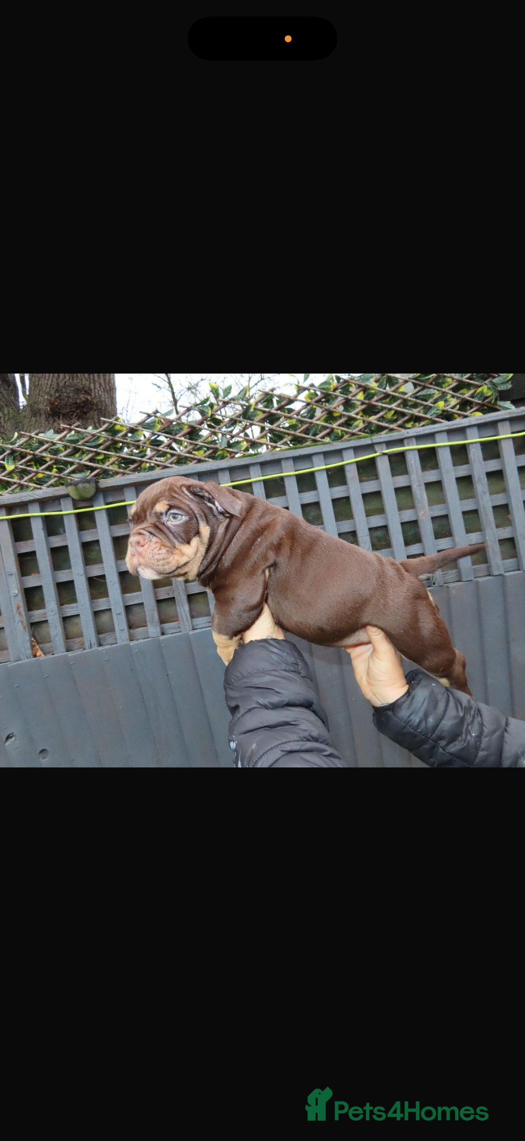 American Bully dogs for sale: American bullies  - Advert 5