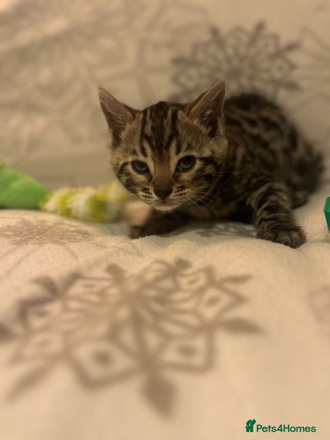 Bengal cats for sale: True to type bengal kittens - Advert 7