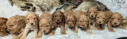 Cockapoo dogs for sale: Quality DNA Clear Cockapoo Puppies  - Advert 13