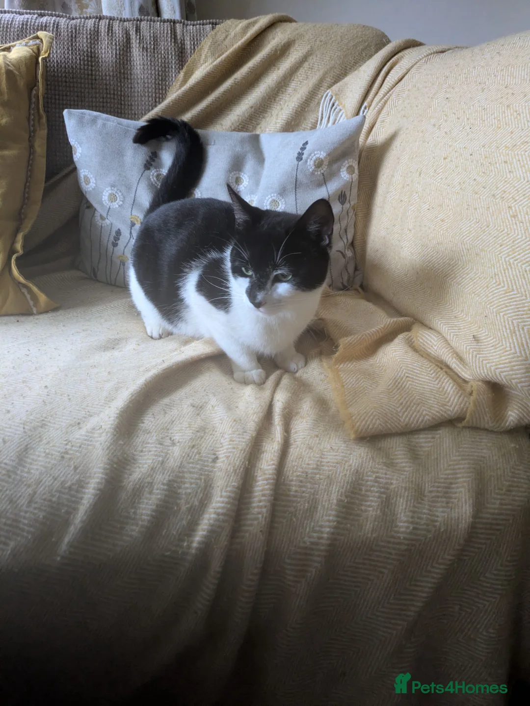 Mixed Breed cats for sale: Gorgeous black and white male kitten  - Advert 6