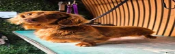 Miniature Dachshund dogs for stud: **RogueRoyales Stud Cartier** PRA Clear  - Advert 2