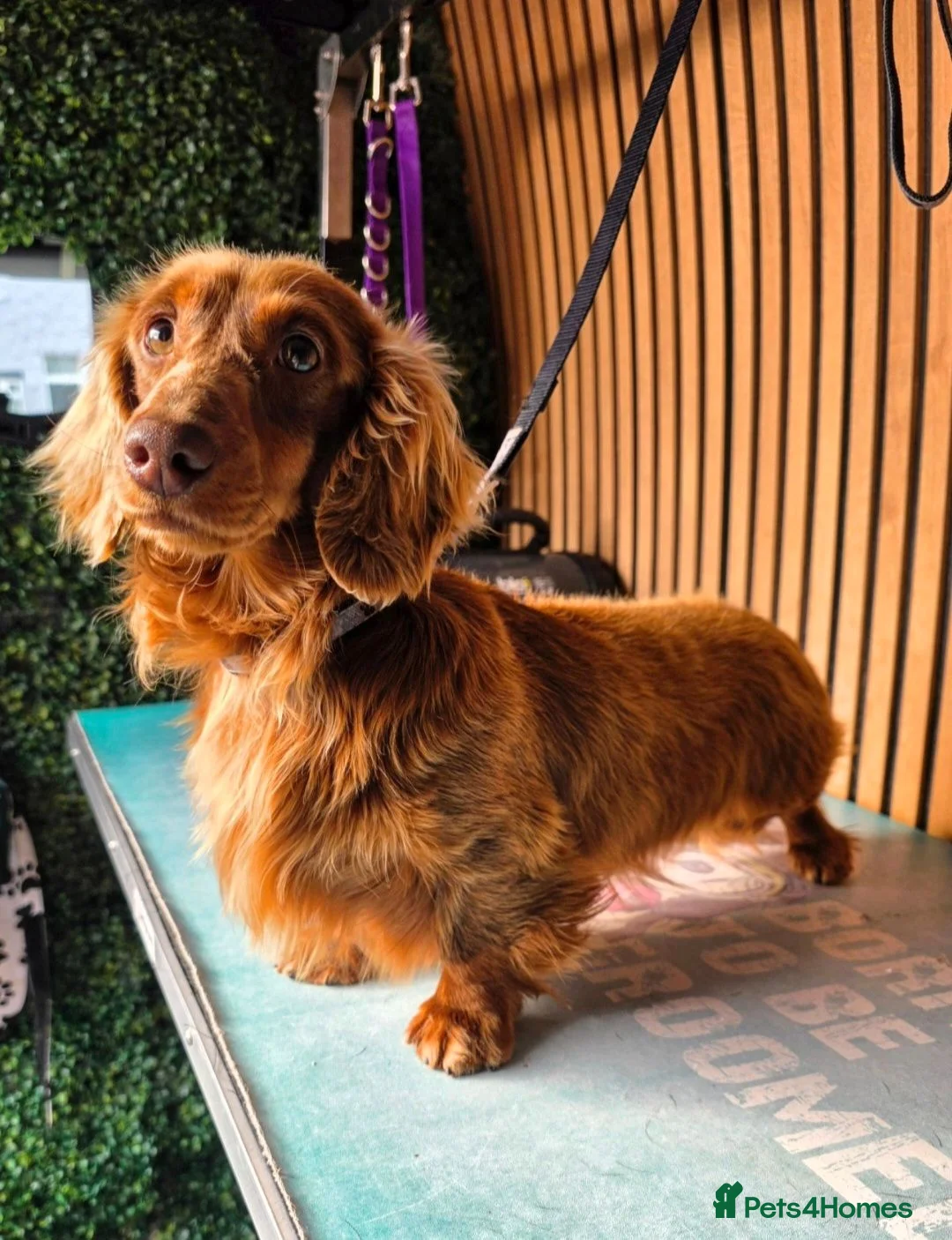 Miniature Dachshund dogs for stud: **RogueRoyales Stud Cartier** PRA Clear  - Advert 2