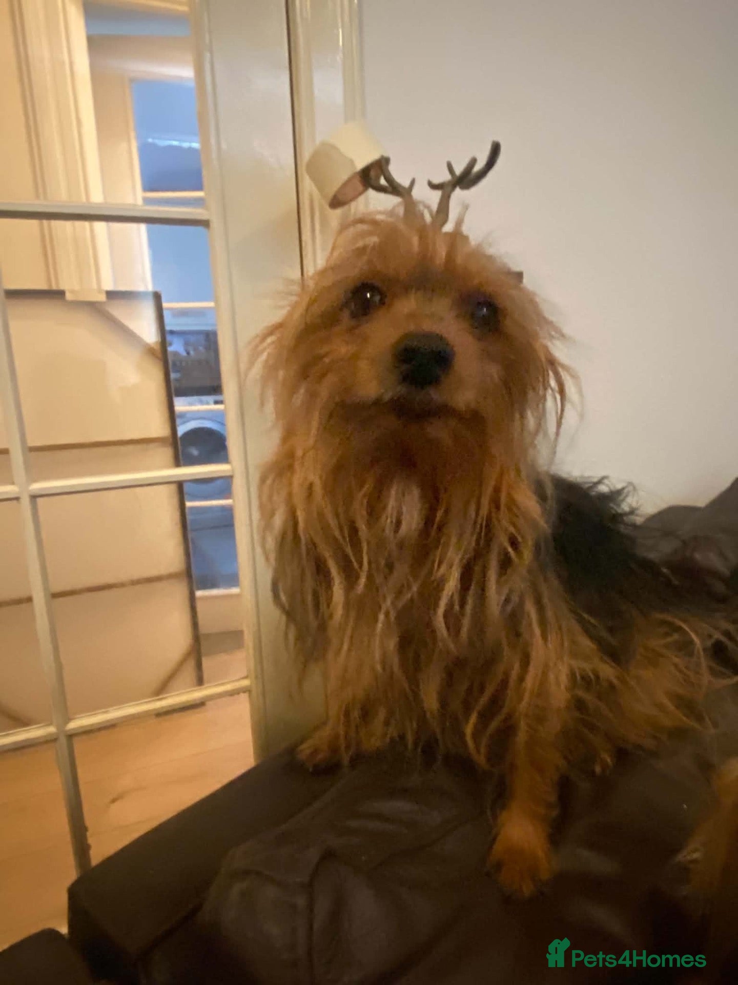 Yorkshire Terrier dogs yorkshire terrier puppies  - Advert 1