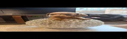 Miniature Dachshund dogs for sale: John s  - Advert 4
