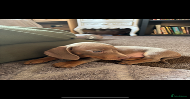 Miniature Dachshund dogs - Advert 5