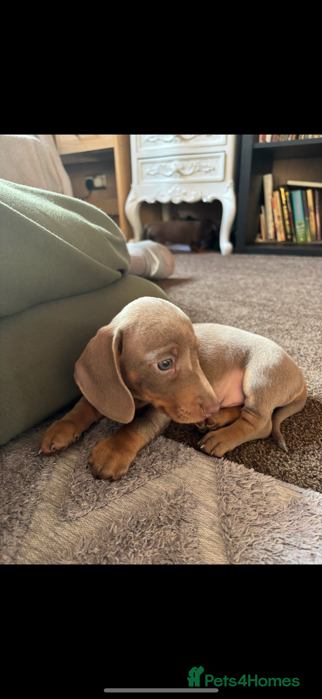 Miniature Dachshund dogs for sale: ❤️❤️Miniature dachshund ❤️❤️ - Image 3