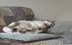 French Bulldog dogs for sale: Such a honest little lady - Image 4