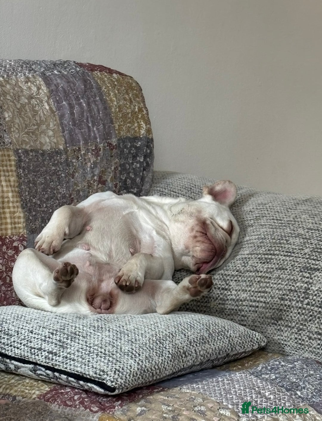 French Bulldog dogs for sale: Such a honest little lady - Image 4