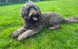 Labradoodle dogs for sale: Labradoodle 12th+ generation  - Image 8