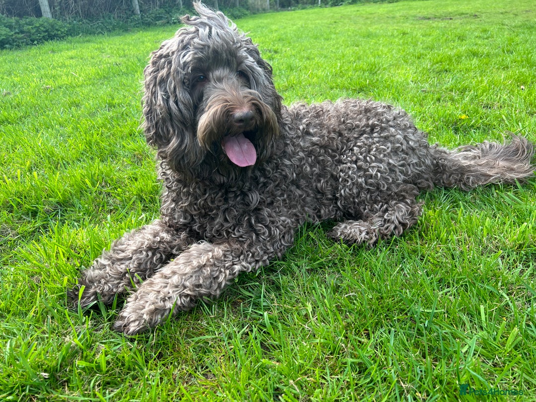 Labradoodle dogs for sale: Labradoodle 12th+ generation  - Image 8