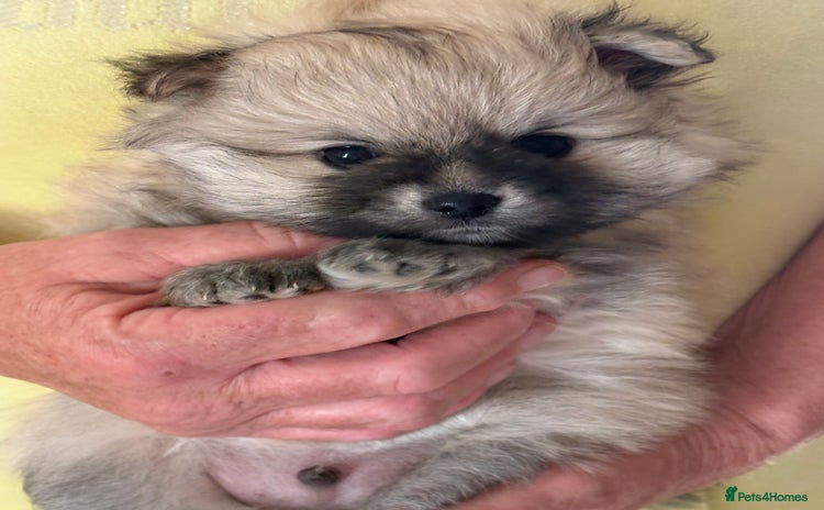 Pomeranian dogs - Advert 9