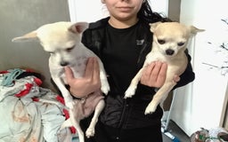 Chihuahua dogs for sale: Beautiful Chihuahua - Image 2