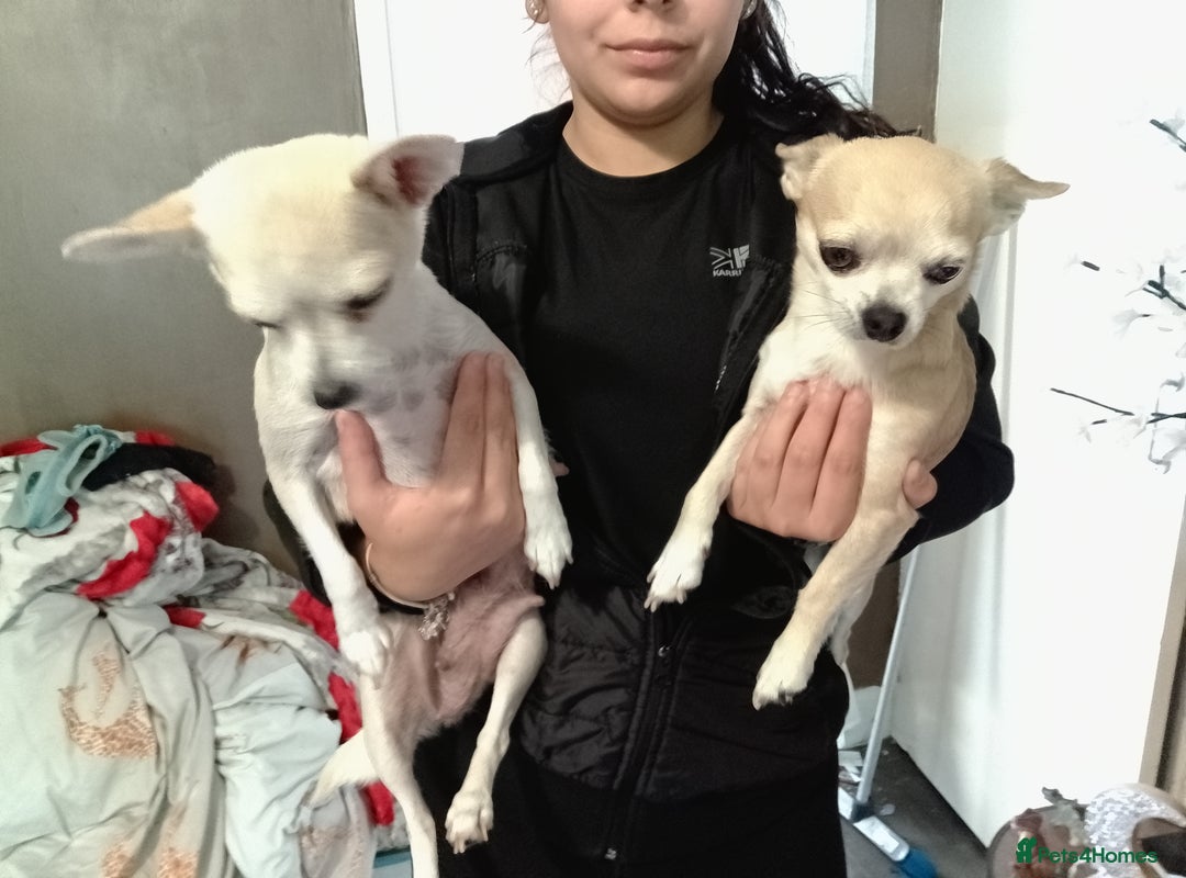 Chihuahua dogs for sale: Beautiful Chihuahua - Image 2