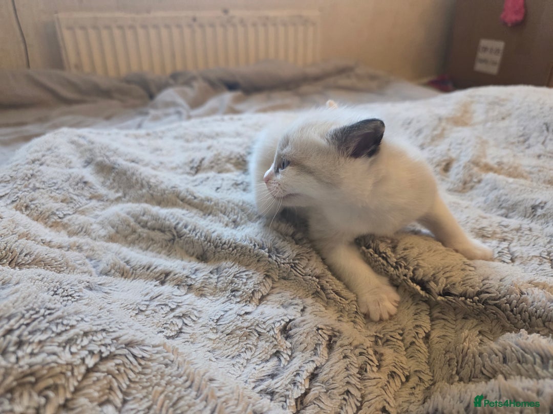 Siamese cats for sale: Mr paws miss fluffy and miss stripes  - Advert 4