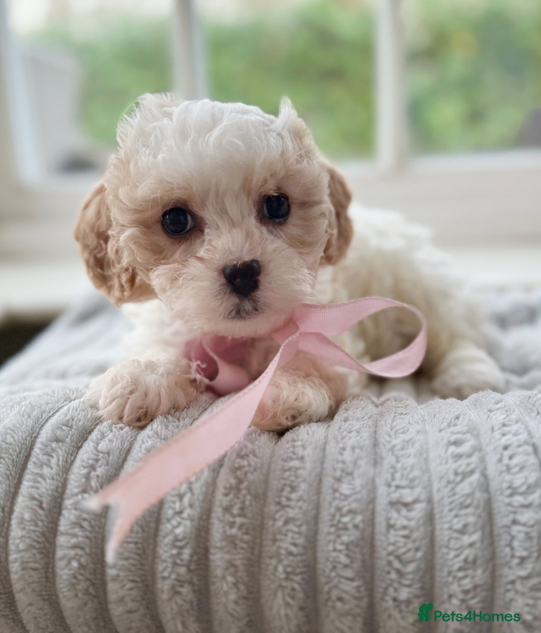 Cavapoochon dogs for sale: Cavapoochon puppies ready to leave 23 December  - Advert 3