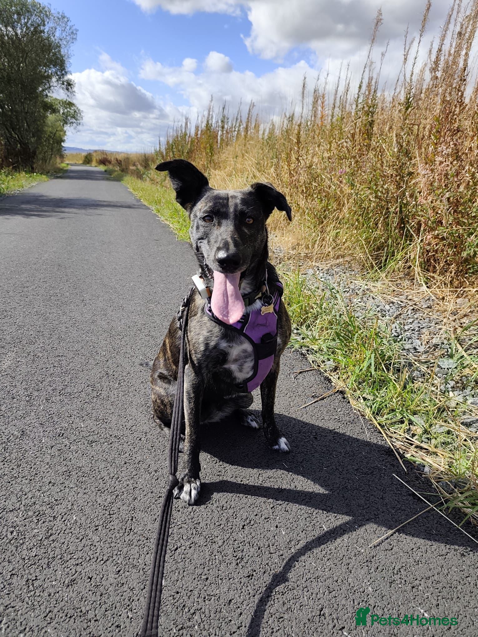 Mixed Breed dogs Ember is a 4.5 year old Belgian mali x GSD - Advert 14