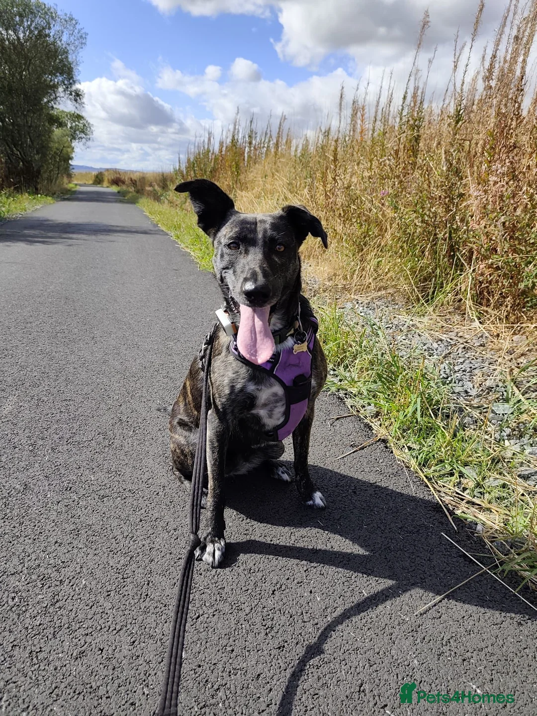 Mixed Breed dogs for adoption: Ember is a 4.5 year old Belgian mali x GSD - Advert 1