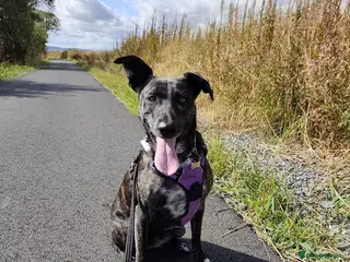 Mixed Breed dogs Ember is a 4.5 year old Belgian mali x GSD - Advert 14