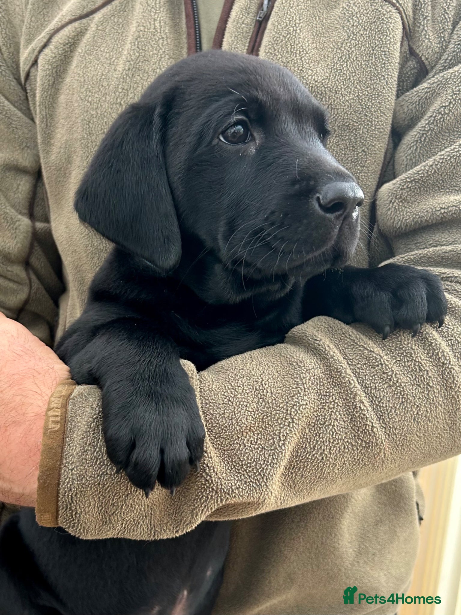 Labrador Retriever dogs 9weeks 2 Bitch 1 Dog  KC Black Labrador puppy's  - Advert 2