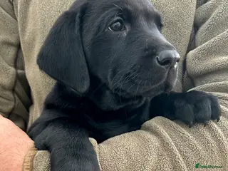 Labrador Retriever dogs 9weeks 2 Bitch 1 Dog KC Black Labrador puppy's - Advert 2