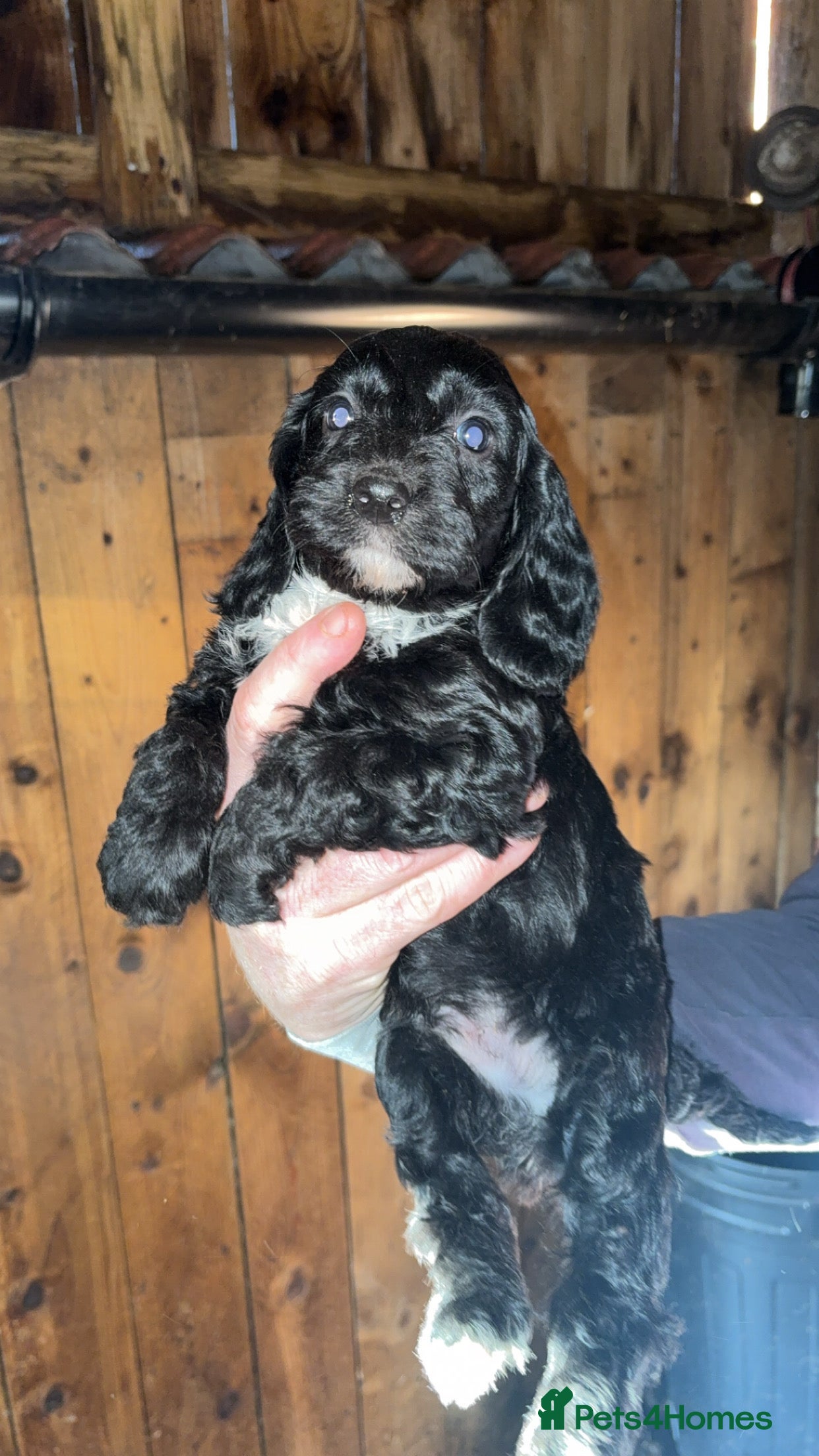 Cockapoo dogs Beautiful F1 Cockapoo puppies available  - Advert 3
