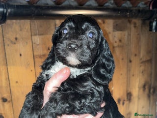 Cockapoo dogs Beautiful F1 Cockapoo puppies available - Advert 2