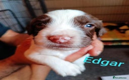 English Springer Spaniel dogs for sale: Working bred KC English Springer Spaniels puppies  - Image 5
