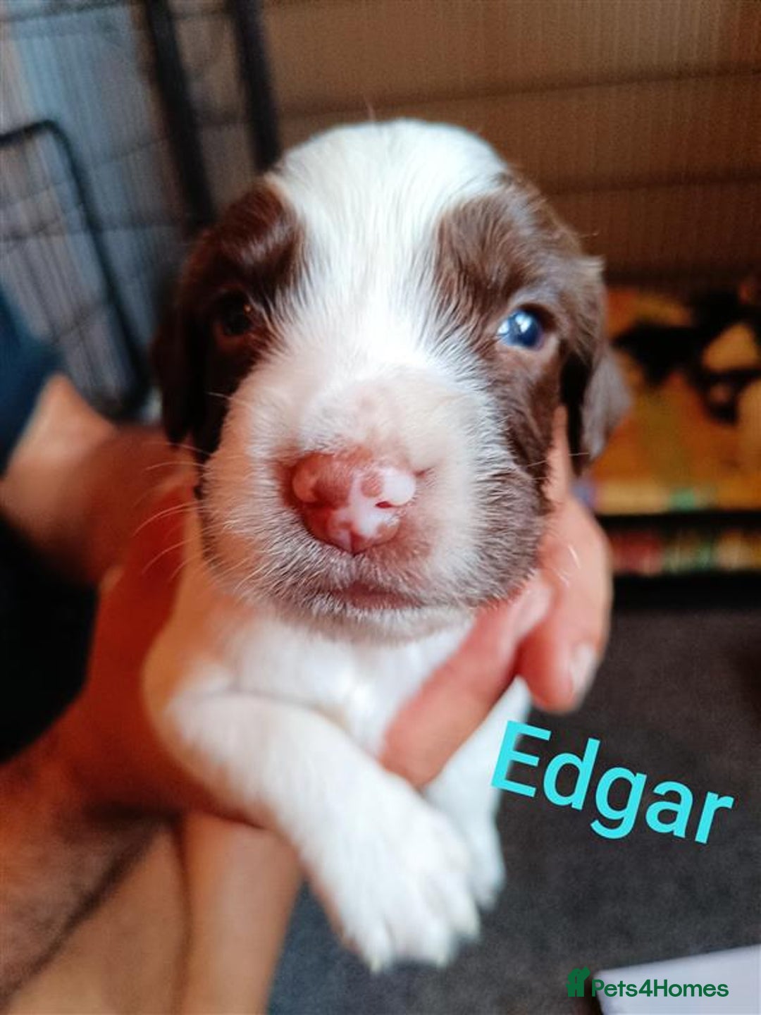 English Springer Spaniel dogs for sale: Working bred KC English Springer Spaniels puppies  - Image 5